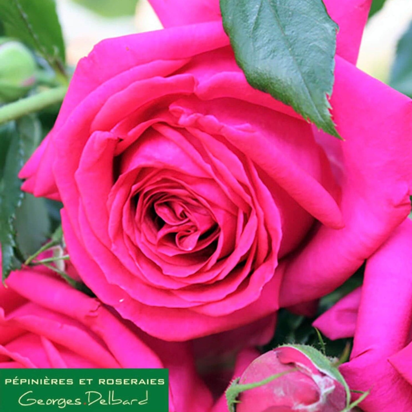 Regis Marcon ®' Hybrid Tea Roses garden rose bushes potted or bare root plants