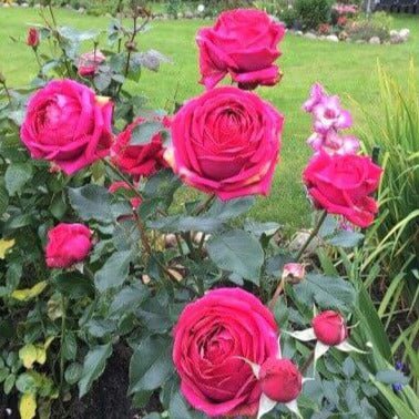 Regis Marcon ®' Hybrid Tea Roses garden rose bushes potted or bare root plants