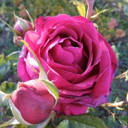 Regis Marcon ®' Hybrid Tea Roses garden rose bushes potted or bare root plants