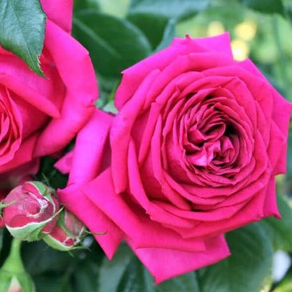 Regis Marcon ®' Hybrid Tea Roses garden rose bushes potted or bare root plants