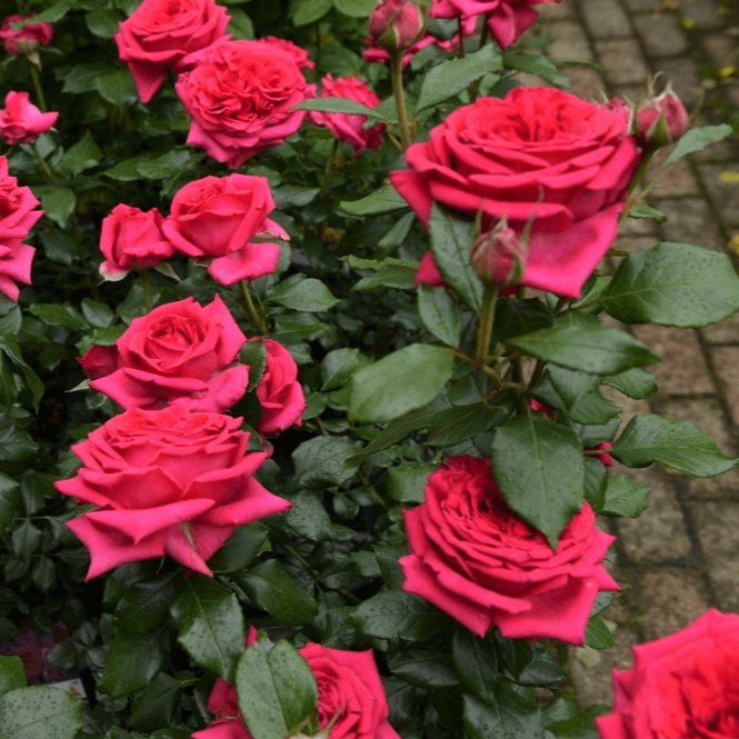 Regis Marcon ®' Hybrid Tea Roses garden rose bushes potted or bare root plants