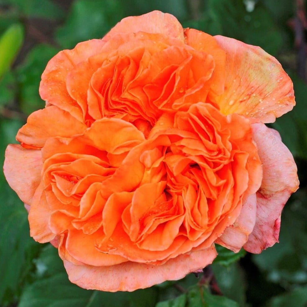 Rene Goscinny ® Hybrid Tea Roses garden rose bushes potted or bare root plants