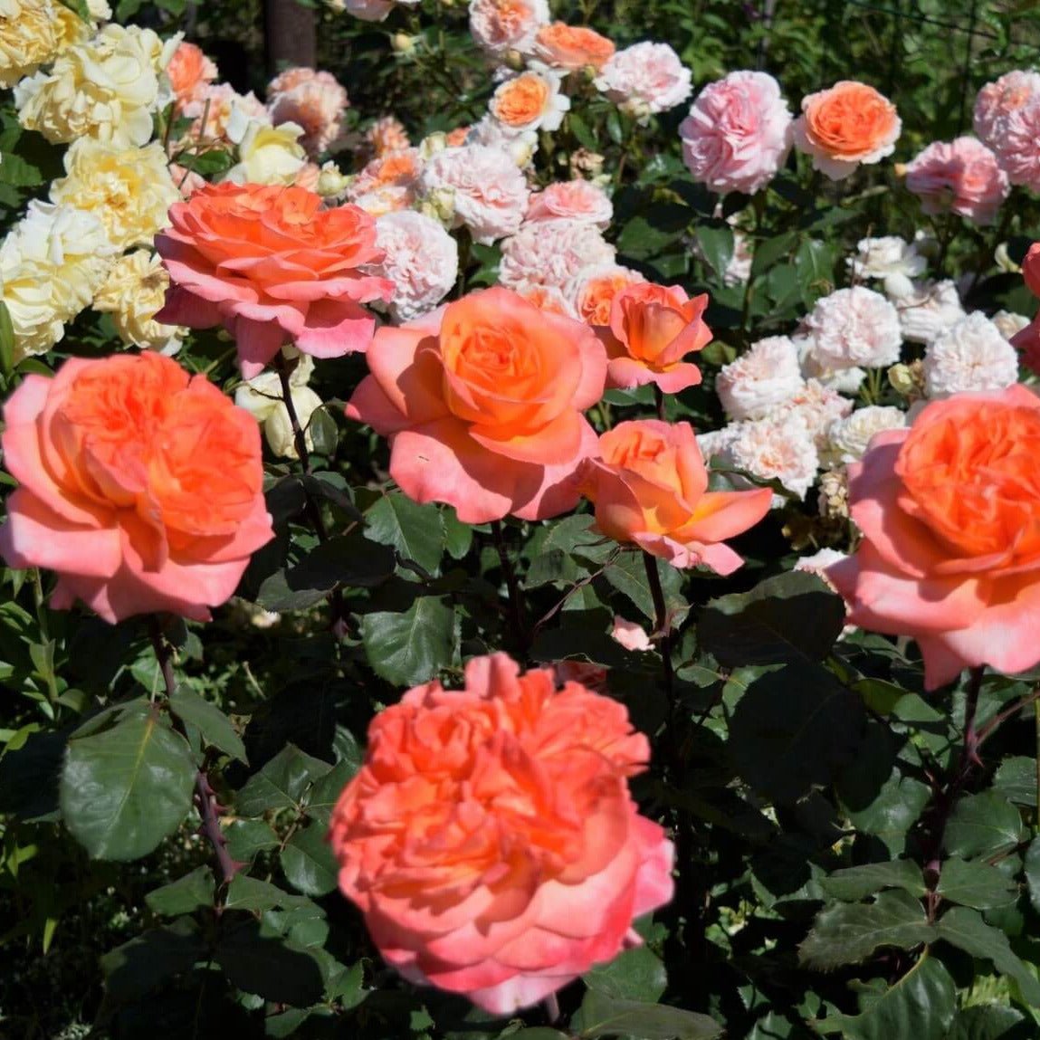 Rene Goscinny ® Hybrid Tea Roses garden rose bushes potted or bare root plants
