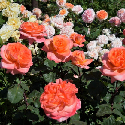 Rene Goscinny ® Hybrid Tea Roses garden rose bushes potted or bare root plants