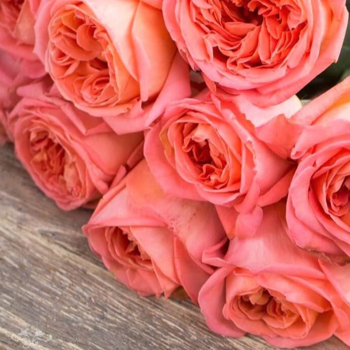 Rene Goscinny ® Hybrid Tea Roses garden rose bushes potted or bare root plants