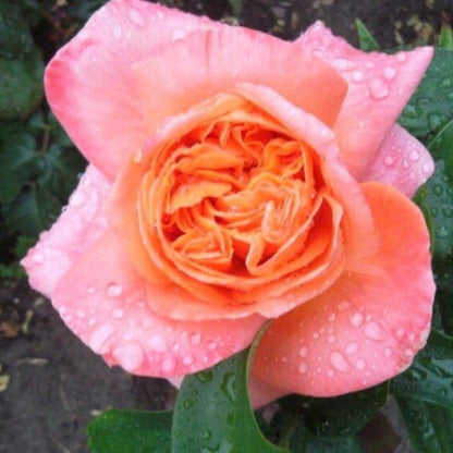 Rene Goscinny ® Hybrid Tea Roses garden rose bushes potted or bare root plants