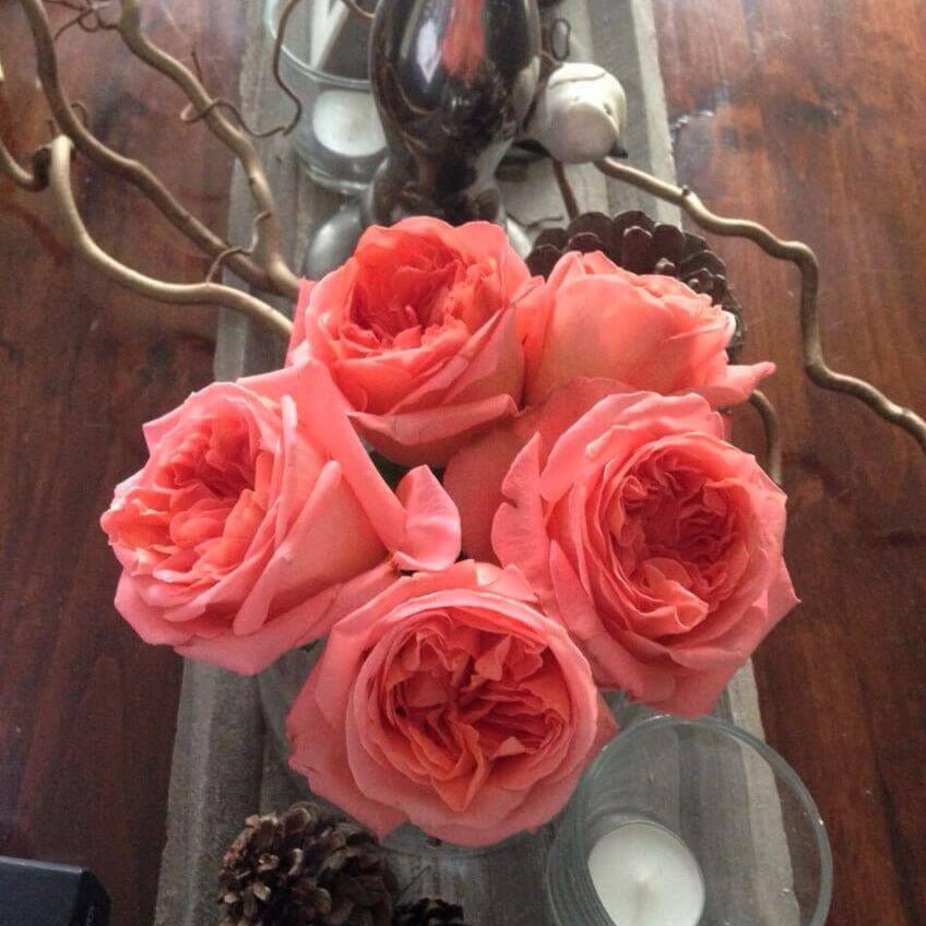 Rene Goscinny ® Hybrid Tea Roses garden rose bushes potted or bare root plants
