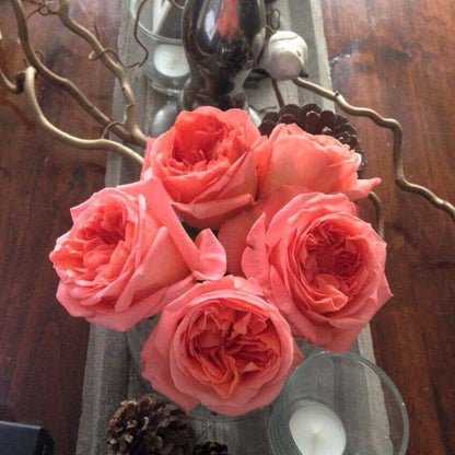Rene Goscinny ® Hybrid Tea Roses garden rose bushes potted or bare root plants
