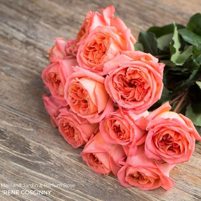 Rene Goscinny ® Hybrid Tea Roses garden rose bushes potted or bare root plants