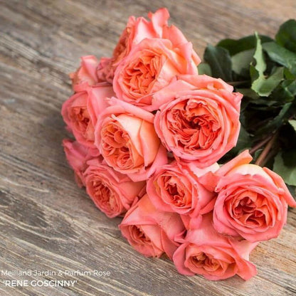 Rene Goscinny ® Hybrid Tea Roses garden rose bushes potted or bare root plants