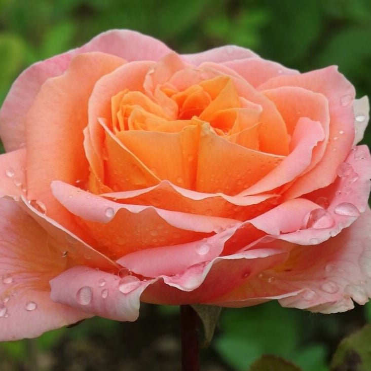 Rene Goscinny ® Hybrid Tea Roses garden rose bushes potted or bare root plants