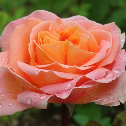 Rene Goscinny ® Hybrid Tea Roses garden rose bushes potted or bare root plants