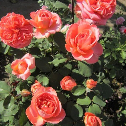 Rene Goscinny ® Hybrid Tea Roses garden rose bushes potted or bare root plants