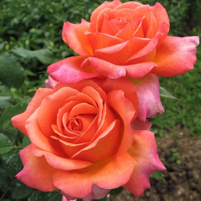 Rene Goscinny ® Hybrid Tea Roses garden rose bushes potted or bare root plants
