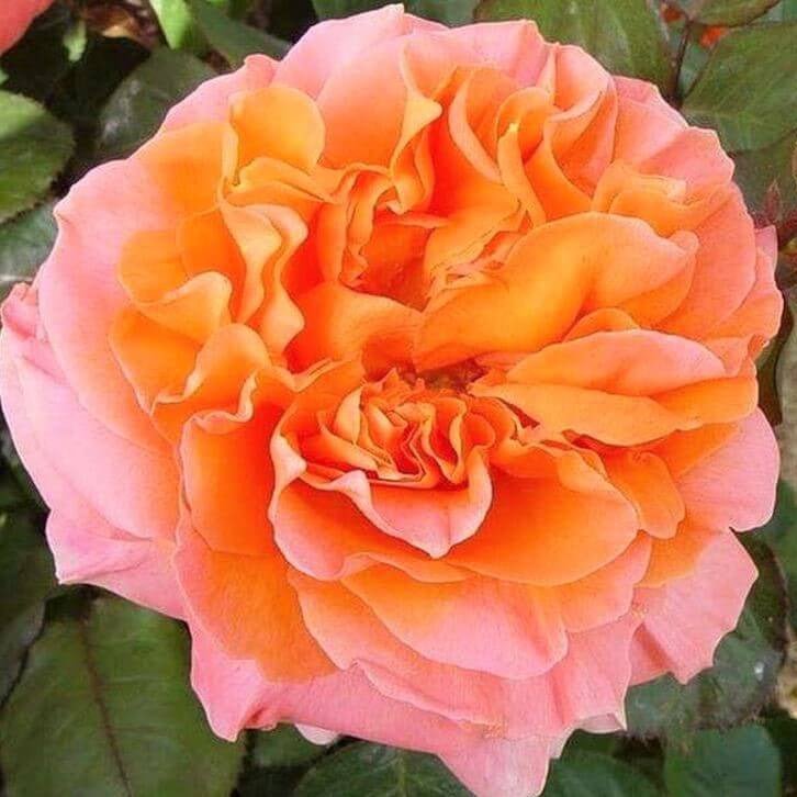 Rene Goscinny ® Hybrid Tea Roses garden rose bushes potted or bare root plants