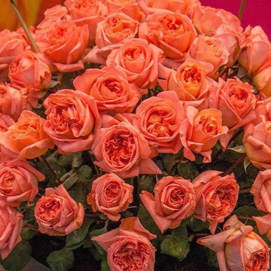 Rene Goscinny ® Hybrid Tea Roses garden rose bushes potted or bare root plants