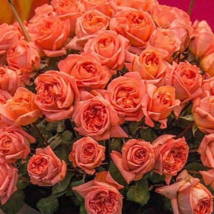 Rene Goscinny ® Hybrid Tea Roses garden rose bushes potted or bare root plants