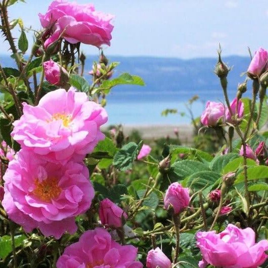 Rosa Damascena Trigintipetala ® Floribunda Roses garden rose bushes potted or bare root plants