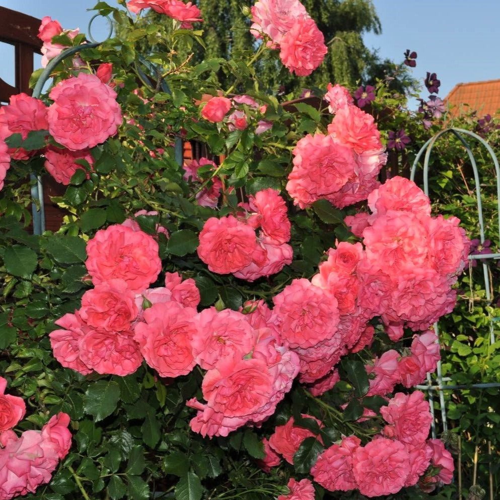 Rosarium Uetersen ® Climbing Roses garden rose bushes potted or bare root plants