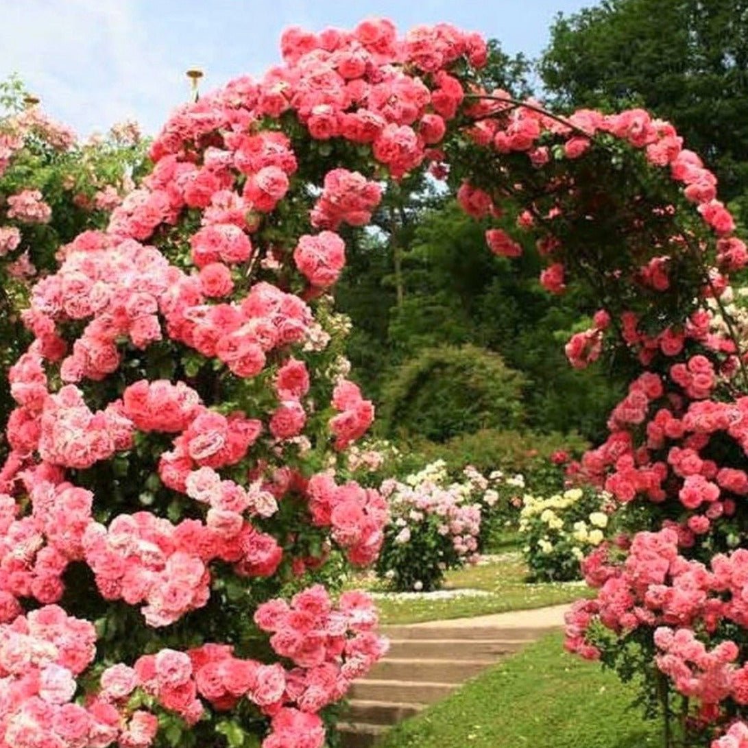Rosarium Uetersen ® Climbing Roses garden rose bushes potted or bare root plants