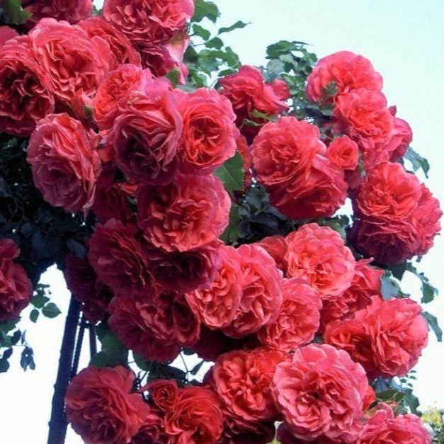 Rosarium Uetersen ® Climbing Roses garden rose bushes potted or bare root plants