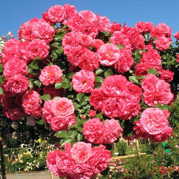 Rosarium Uetersen ® Climbing Roses garden rose bushes potted or bare root plants