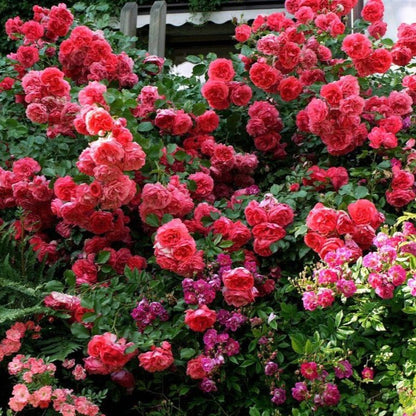 Rosarium Uetersen ® Climbing Roses garden rose bushes potted or bare root plants