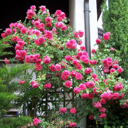 Rosarium Uetersen ® Climbing Roses garden rose bushes potted or bare root plants