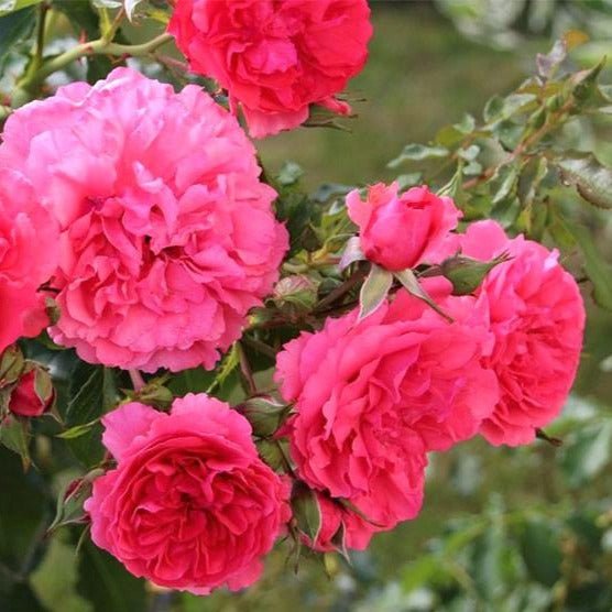 Rosarium Uetersen ® Climbing Roses garden rose bushes potted or bare root plants