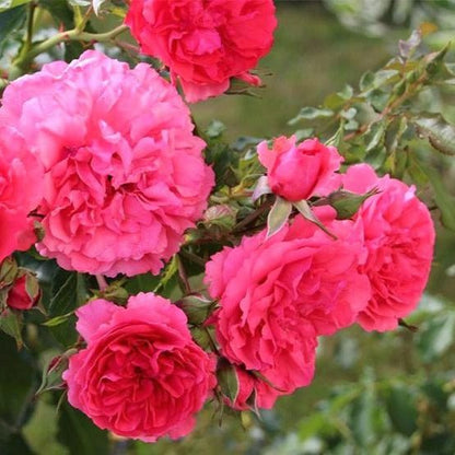 Rosarium Uetersen ® Climbing Roses garden rose bushes potted or bare root plants