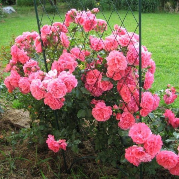 Rosarium Uetersen ® Climbing Roses garden rose bushes potted or bare root plants