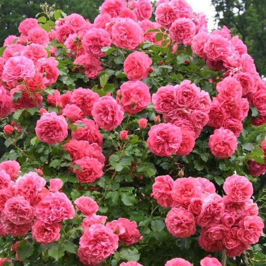 Rosarium Uetersen ® Climbing Roses garden rose bushes potted or bare root plants