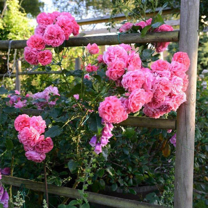 Rosarium Uetersen ® Climbing Roses garden rose bushes potted or bare root plants