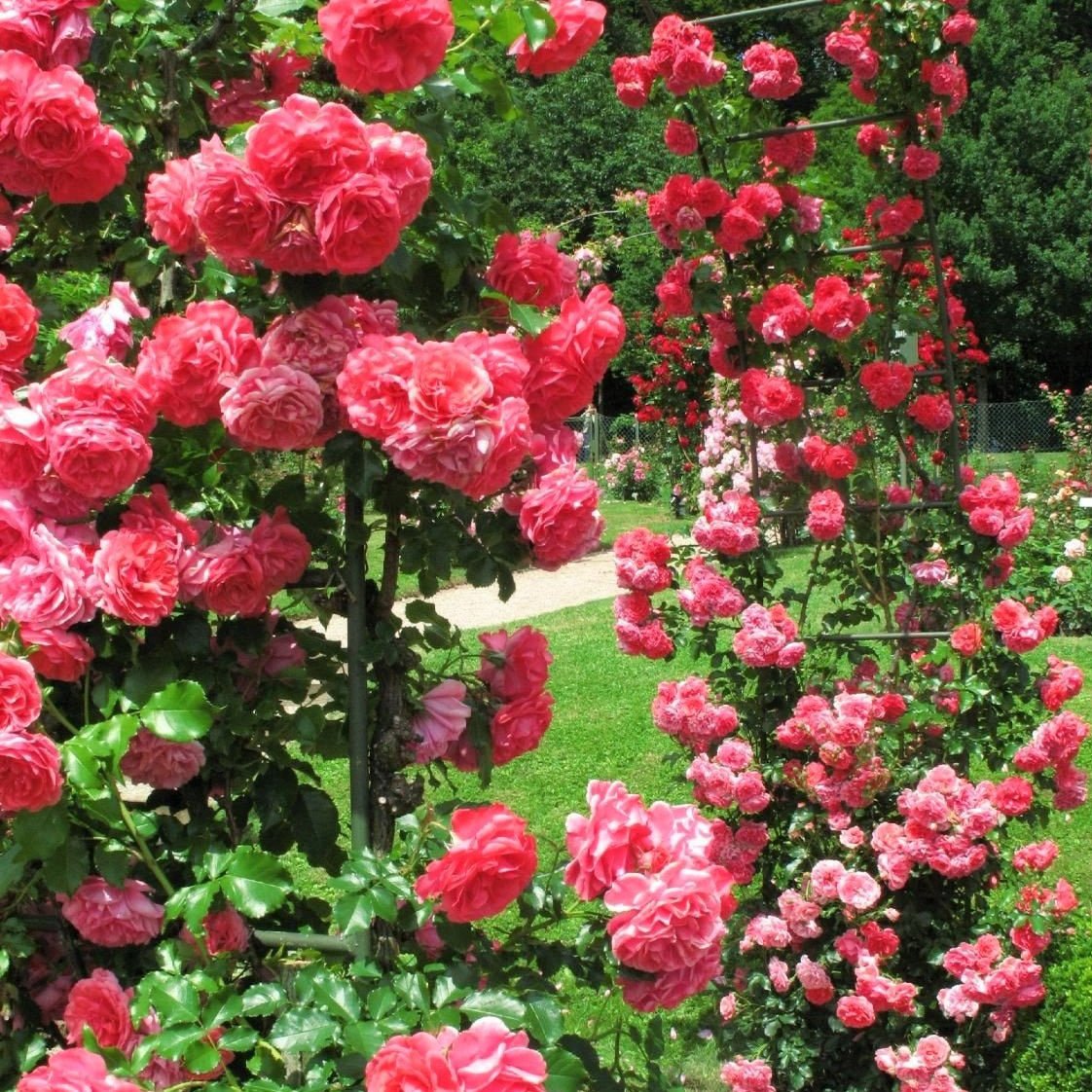 Rosarium Uetersen ® Climbing Roses garden rose bushes potted or bare root plants