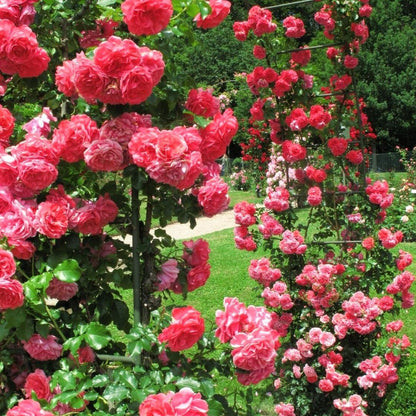 Rosarium Uetersen ® Climbing Roses garden rose bushes potted or bare root plants