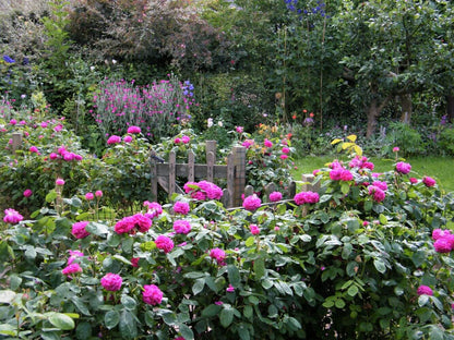 Rose de Rescht ® - rose for jam and syrup Floribunda Roses garden rose bushes potted or bare root plants