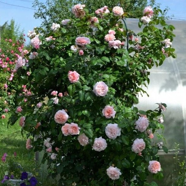 Rose de Tolbiac ® Climbing Roses garden rose bushes potted or bare root plants