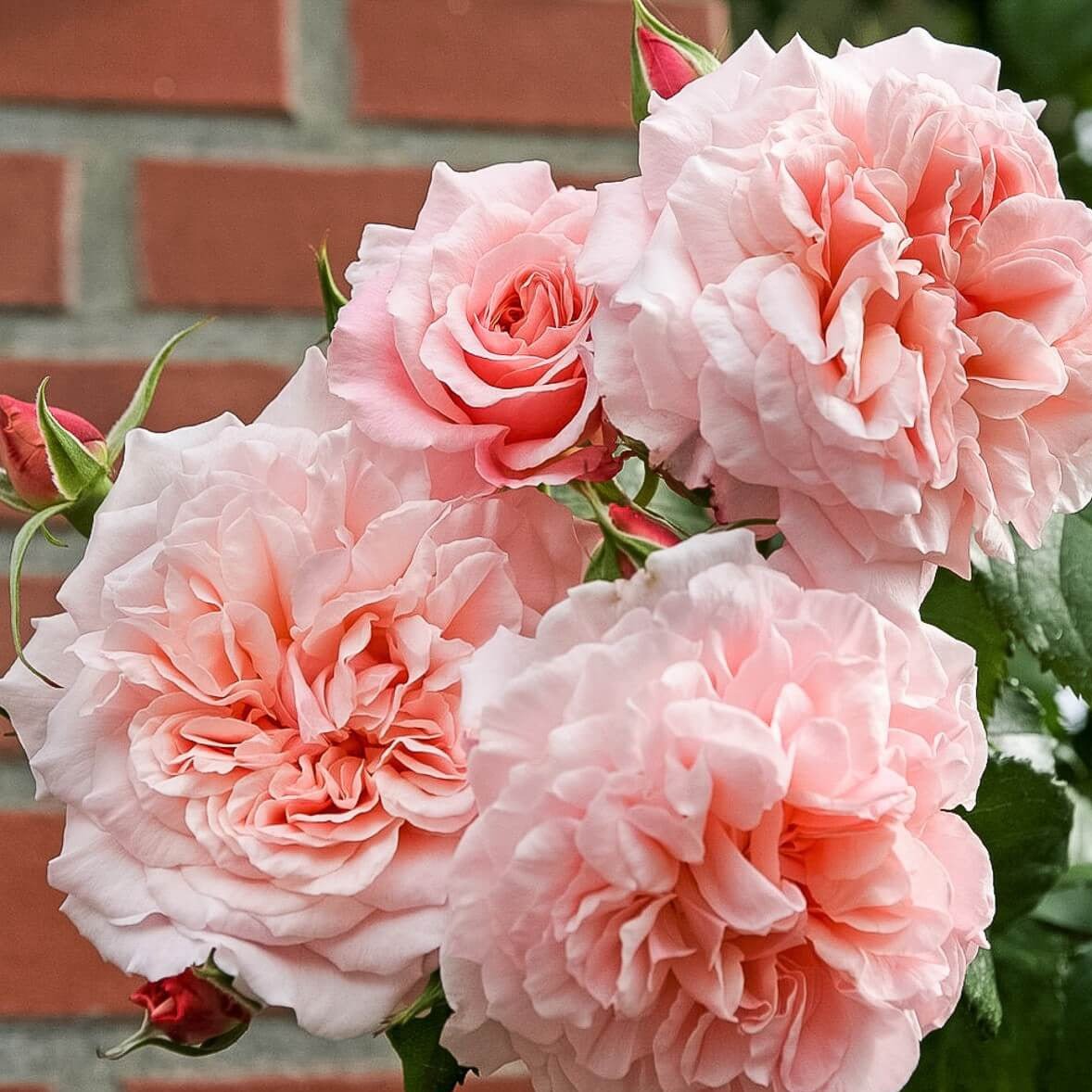 Rose de Tolbiac ® Climbing Roses garden rose bushes potted or bare root plants