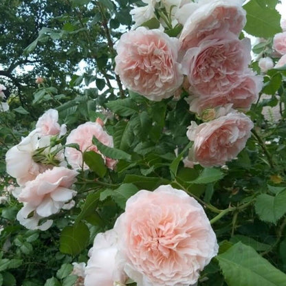Rose de Tolbiac ® Climbing Roses garden rose bushes potted or bare root plants