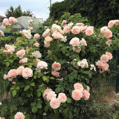 Rose de Tolbiac ® Climbing Roses garden rose bushes potted or bare root plants