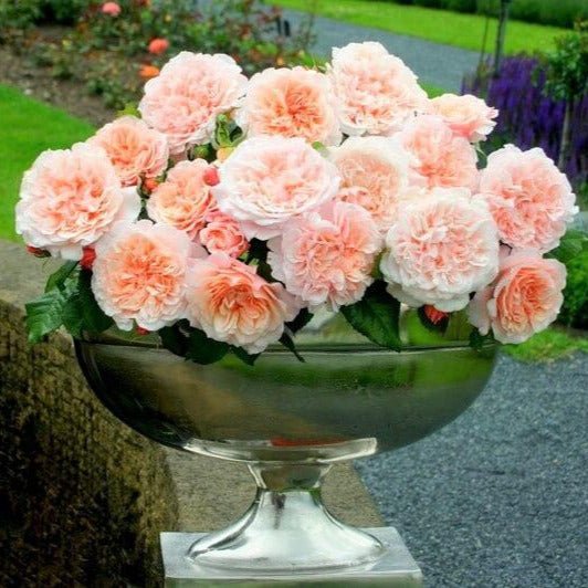 Rose de Tolbiac ® Climbing Roses garden rose bushes potted or bare root plants
