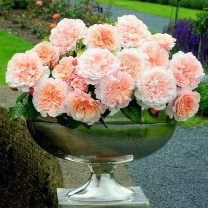 Rose de Tolbiac ® Climbing Roses garden rose bushes potted or bare root plants
