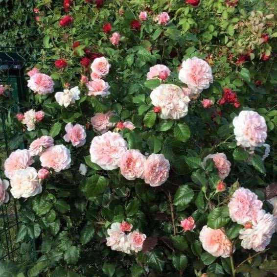 Rose de Tolbiac ® Climbing Roses garden rose bushes potted or bare root plants