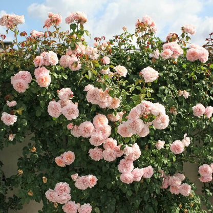 Rose de Tolbiac ® Climbing Roses garden rose bushes potted or bare root plants