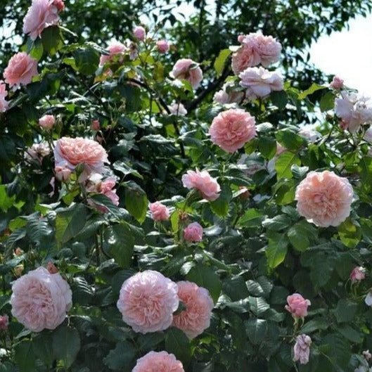 Rose de Tolbiac ® Climbing Roses garden rose bushes potted or bare root plants