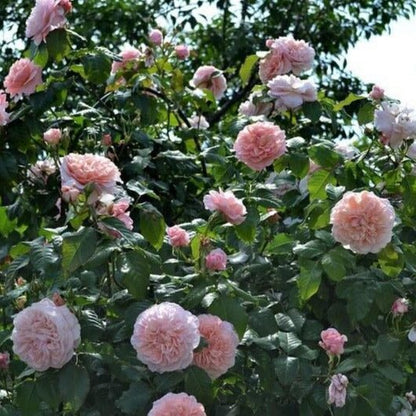 Rose de Tolbiac ® Climbing Roses garden rose bushes potted or bare root plants