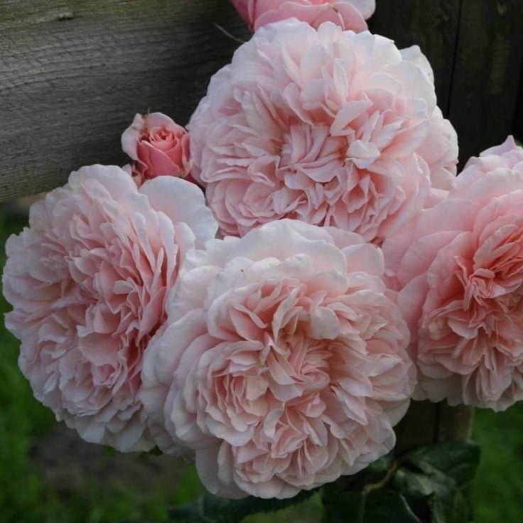 Rose de Tolbiac ® Climbing Roses garden rose bushes potted or bare root plants