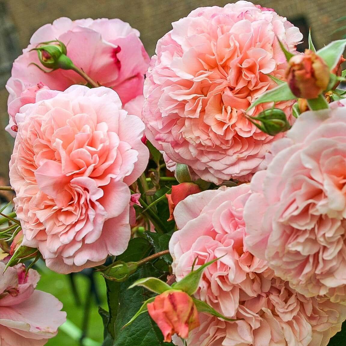 Rose de Tolbiac ® Climbing Roses garden rose bushes potted or bare root plants