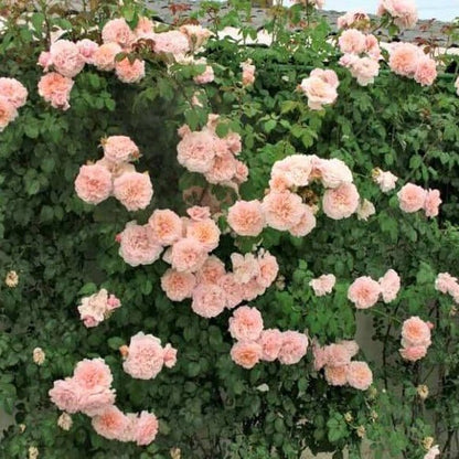 Rose de Tolbiac ® Climbing Roses garden rose bushes potted or bare root plants