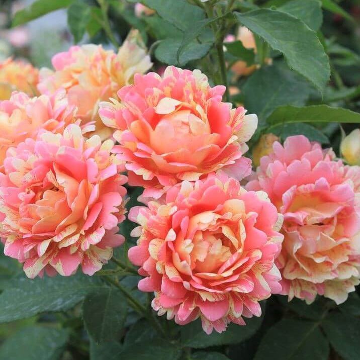 Rose des Cisterciens ® Floribunda Roses garden rose bushes potted or bare root plants